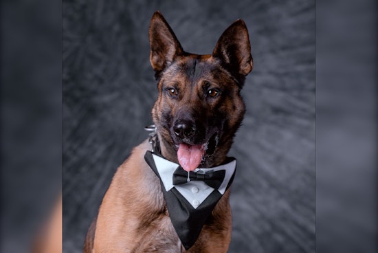 Stanislaus County Sheriff's Office Mourns the Loss of Beloved K9 Zero After Unexpected Medical Emergency