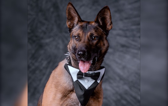 Stanislaus County Sheriff's Office Mourns the Loss of Beloved K9 Zero After Unexpected Medical Emergency