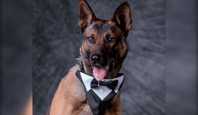Stanislaus County Sheriff's Office Mourns the Loss of Beloved K9 Zero After Unexpected Medical Emergency