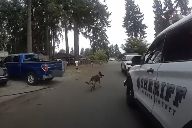 Suspected Felon Arrested at Puyallup Apartment Complex Thanks to Pierce County K9 Units