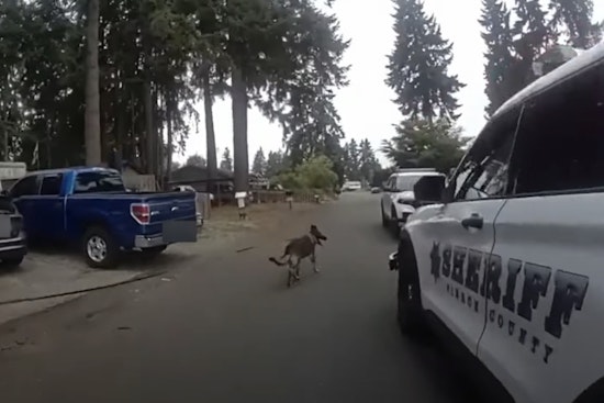 Suspected Felon Arrested at Puyallup Apartment Complex Thanks to Pierce County K9 Units