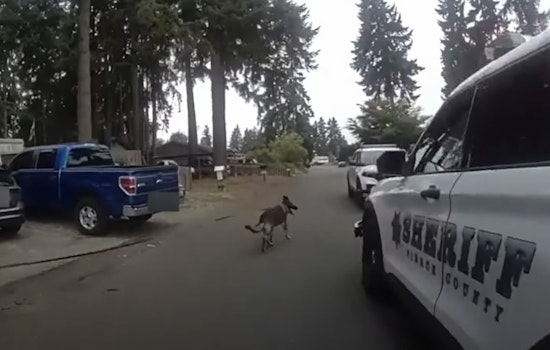 Suspected Felon Arrested at Puyallup Apartment Complex Thanks to Pierce County K9 Units