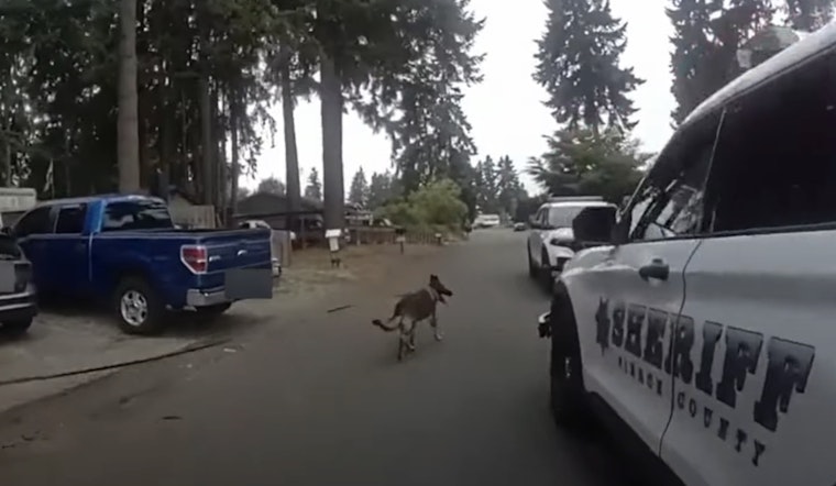 Suspected Felon Arrested at Puyallup Apartment Complex Thanks to Pierce County K9 Units
