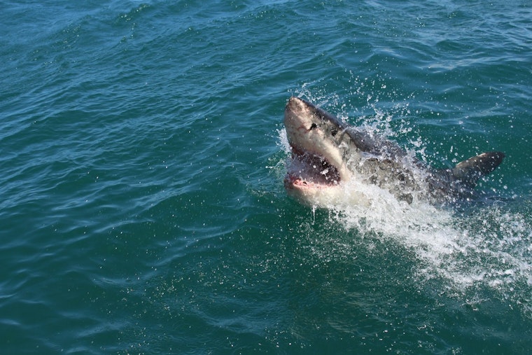 Swimmer Bitten by Shark During Catalina Channel Attempt, Injuries Minor