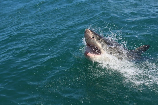 Swimmer Bitten by Shark During Catalina Channel Attempt, Injuries Minor