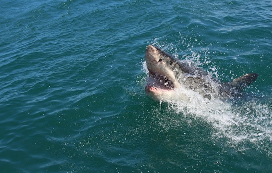 Swimmer Bitten by Shark During Catalina Channel Attempt, Injuries Minor
