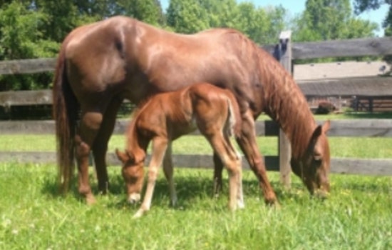 Tennessee Agricultural Enhancement Program Extends Support to Equine Businesses