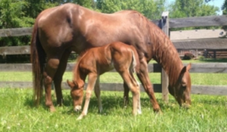 Tennessee Agricultural Enhancement Program Extends Support to Equine Businesses