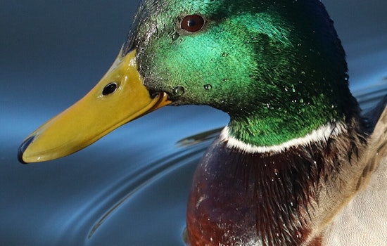 Tennessee Waterfowl Hunters Urged to Secure Early Season Quota Hunts Before October 14 Deadline