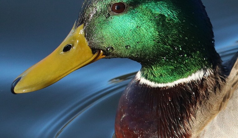 Tennessee Waterfowl Hunters Urged to Secure Early Season Quota Hunts Before October 14 Deadline