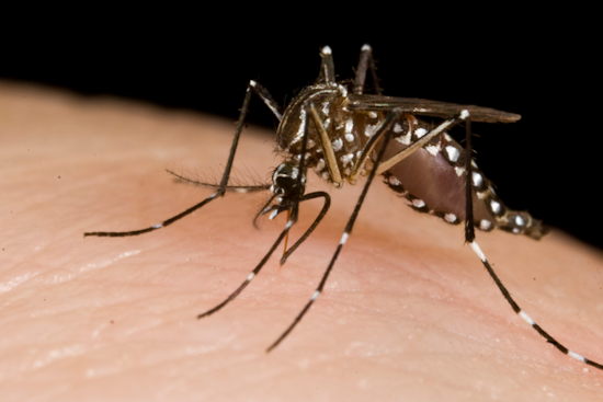 Third Case of West Nile Virus Confirmed in Allegheny County, Munhall Resident Diagnosed