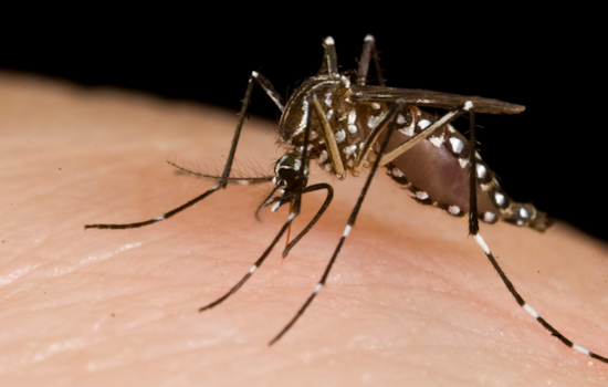 Third Case of West Nile Virus Confirmed in Allegheny County, Munhall Resident Diagnosed