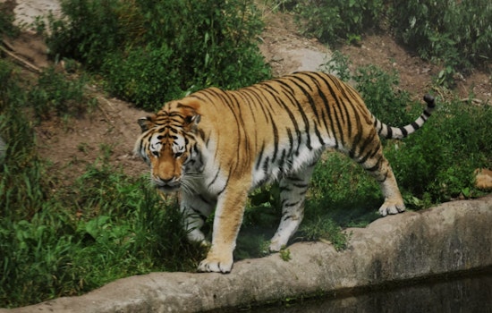 Tiger Preserve Caretaker Fatally Injured in Oklahoma, Facility Honors His Passion for Wildlife Conservation