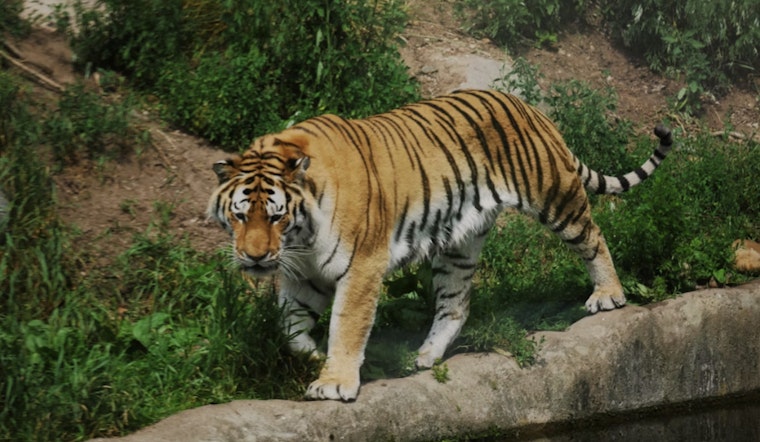 Tiger Preserve Caretaker Fatally Injured in Oklahoma, Facility Honors His Passion for Wildlife Conservation