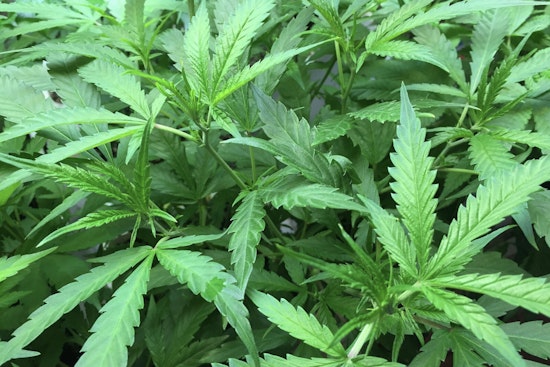 Traverse City Man Charged with Tax Evasion Tied to Alleged Black-Market Marijuana Operation