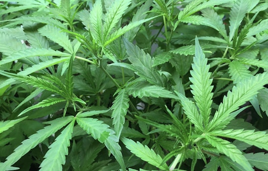 Traverse City Man Charged with Tax Evasion Tied to Alleged Black-Market Marijuana Operation