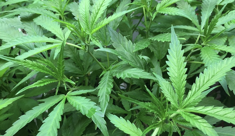 Traverse City Man Charged with Tax Evasion Tied to Alleged Black-Market Marijuana Operation