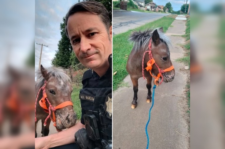 Tulsa Police Seek Owner of Enchanting Miniature Horse Found Roaming City Streets