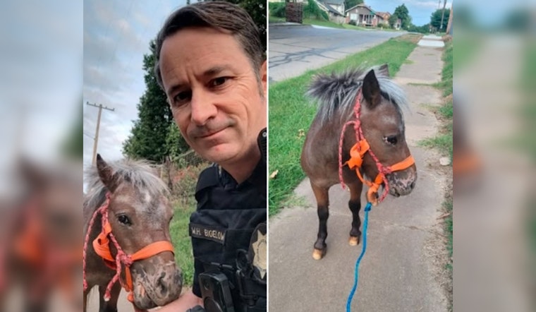Tulsa Police Seek Owner of Enchanting Miniature Horse Found Roaming City Streets