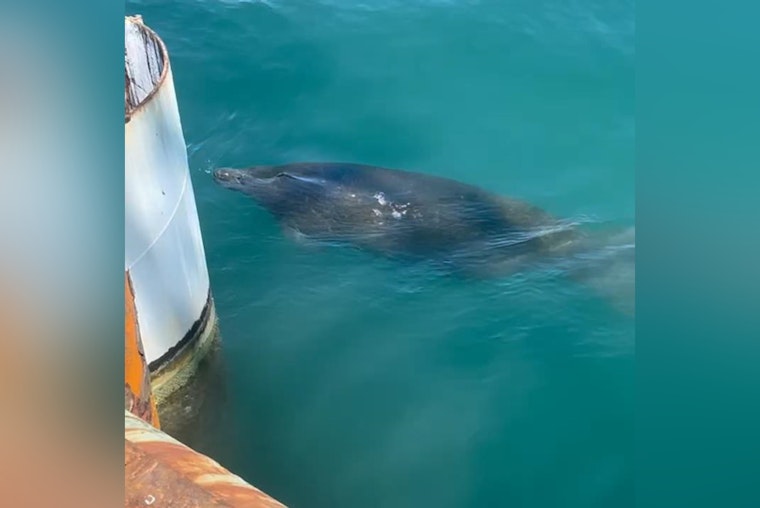 TxDOT Halts $64 Million Port Aransas Project to Protect Endangered Manatee Near Corpus Christi Bay