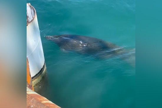 TxDOT Halts $64 Million Port Aransas Project to Protect Endangered Manatee Near Corpus Christi Bay