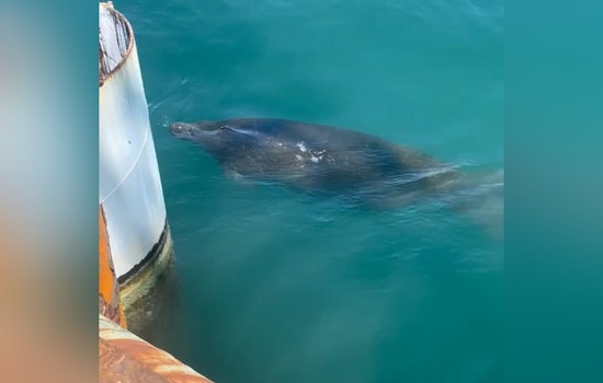 TxDOT Halts $64 Million Port Aransas Project to Protect Endangered Manatee Near Corpus Christi Bay