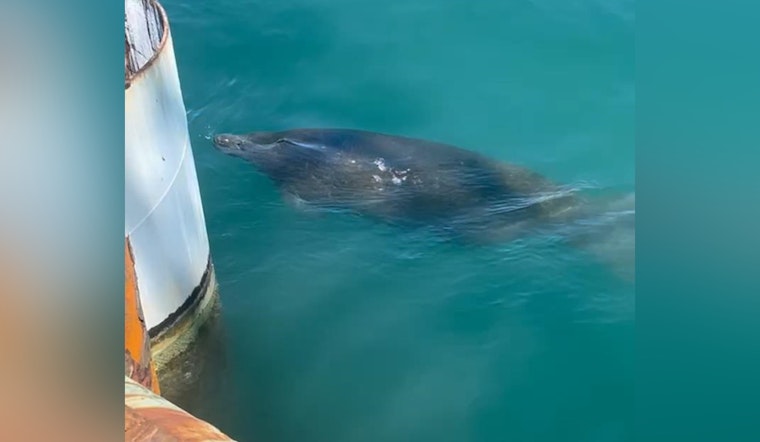 TxDOT Halts $64 Million Port Aransas Project to Protect Endangered Manatee Near Corpus Christi Bay