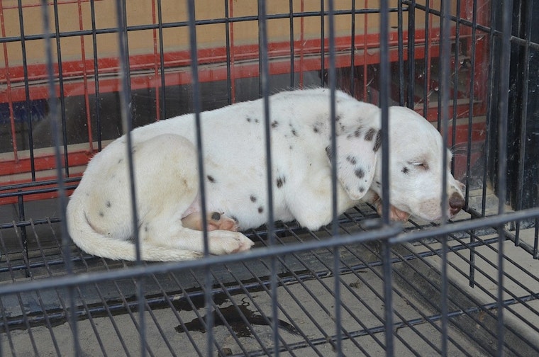 U.S. Attorney Bill Essayli Spearheads New Task Force to Enforce Animal Cruelty Laws in Los Angeles