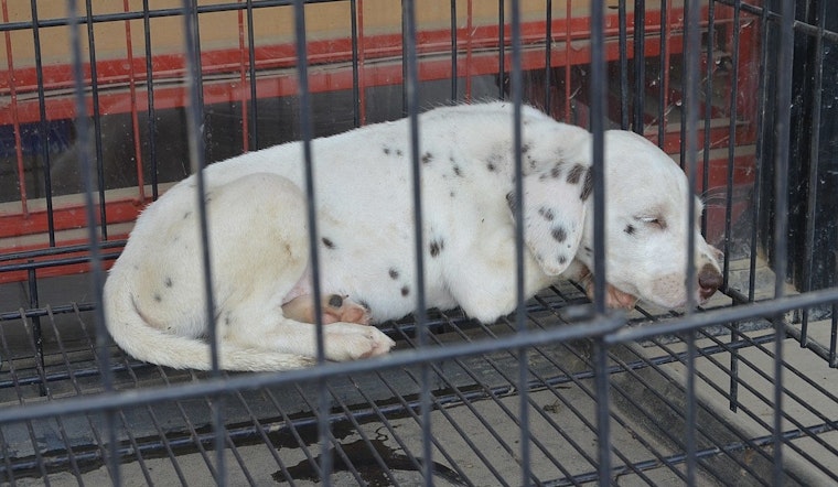U.S. Attorney Bill Essayli Spearheads New Task Force to Enforce Animal Cruelty Laws in Los Angeles