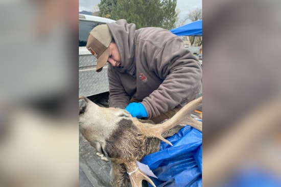 Utah Hunters Called to Participate in Chronic Wasting Disease Testing to Monitor Deer Populations