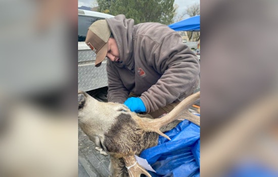 Utah Hunters Called to Participate in Chronic Wasting Disease Testing to Monitor Deer Populations
