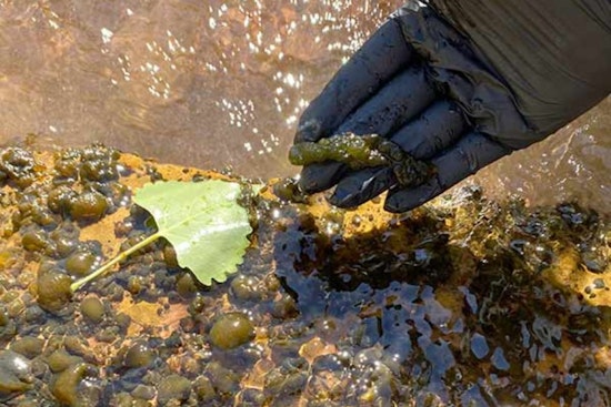 Utah Hunters Warned of Toxic Algal Blooms in 21 Waterbodies During Waterfowl Season