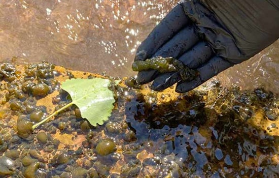 Utah Hunters Warned of Toxic Algal Blooms in 21 Waterbodies During Waterfowl Season