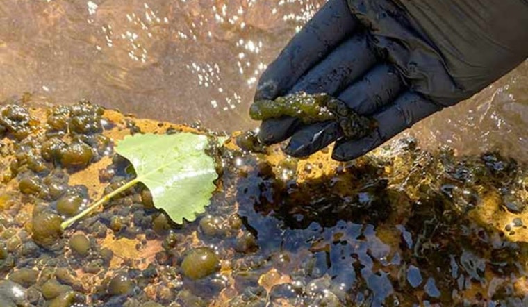 Utah Hunters Warned of Toxic Algal Blooms in 21 Waterbodies During Waterfowl Season