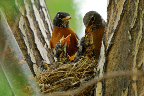 Utah Launches the Birding Slam Challenge to Support Wildlife Conservation