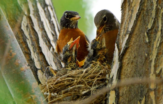 Utah Launches the Birding Slam Challenge to Support Wildlife Conservation