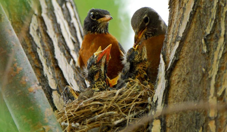 Utah Launches the Birding Slam Challenge to Support Wildlife Conservation