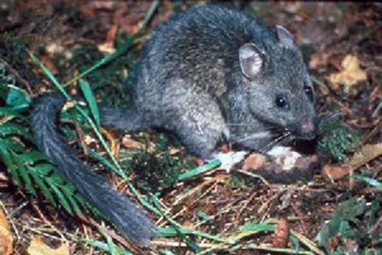 Utah State University Study Reveals Picky Eating Habits of North American Woodrats Through DNA Analysis