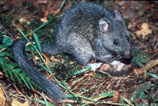 Utah State University Study Reveals Picky Eating Habits of North American Woodrats Through DNA Analysis