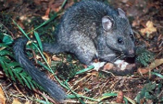 Utah State University Study Reveals Picky Eating Habits of North American Woodrats Through DNA Analysis