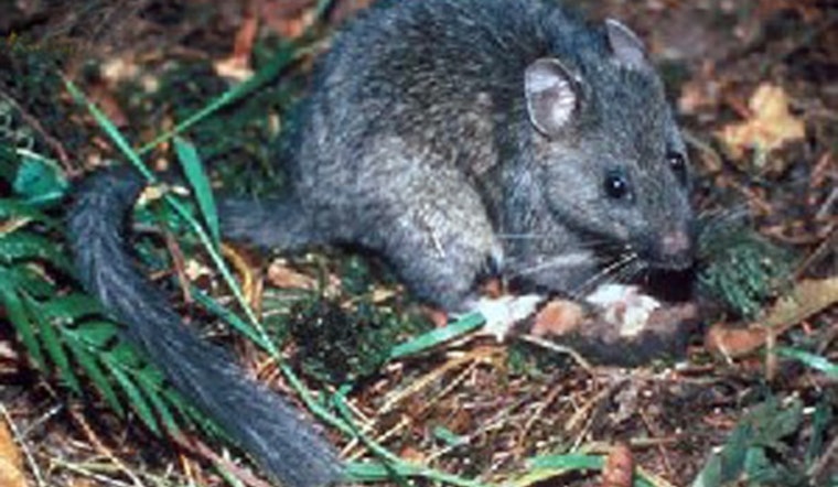 Utah State University Study Reveals Picky Eating Habits of North American Woodrats Through DNA Analysis