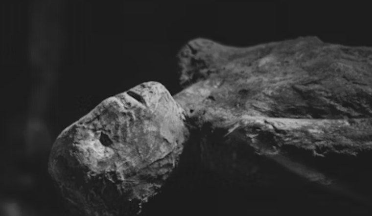 Utah State University's "Mummy Mystery": Unwrapping the Past with Technology at Science Unwrapped Event
