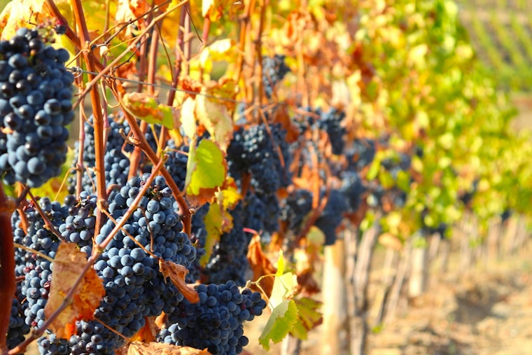 UTIA Bolsters Tennessee's Grape and Winery Sector with New Viticulture Team