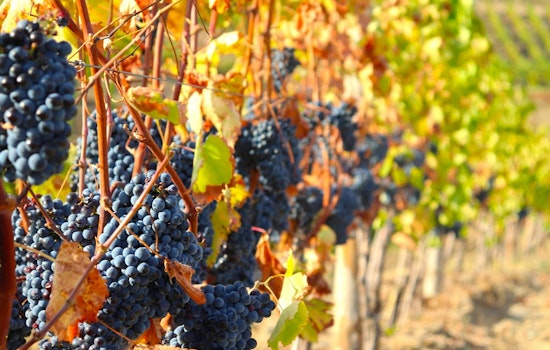 UTIA Bolsters Tennessee's Grape and Winery Sector with New Viticulture Team
