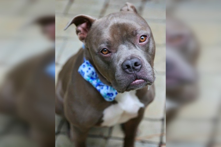 Wake County Volunteer Finds Perfect Match in Shelter Dog Renamed Shadow
