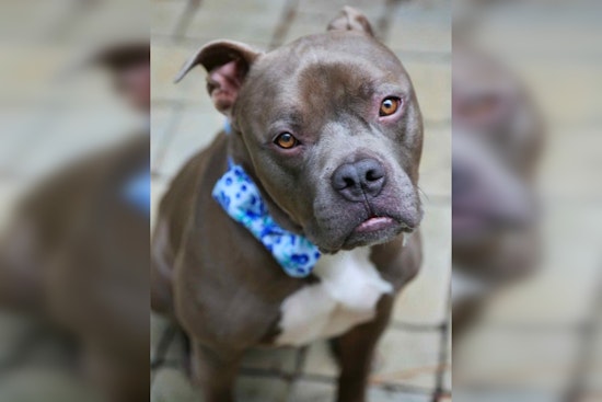 Wake County Volunteer Finds Perfect Match in Shelter Dog Renamed Shadow