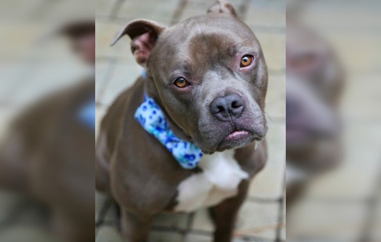 Wake County Volunteer Finds Perfect Match in Shelter Dog Renamed Shadow