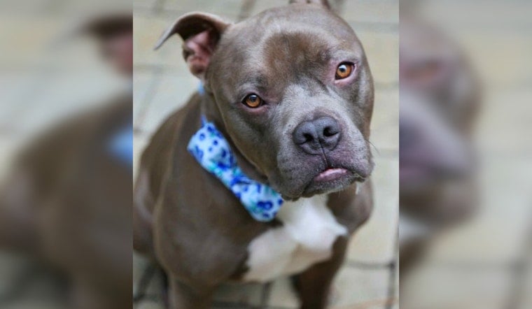 Wake County Volunteer Finds Perfect Match in Shelter Dog Renamed Shadow