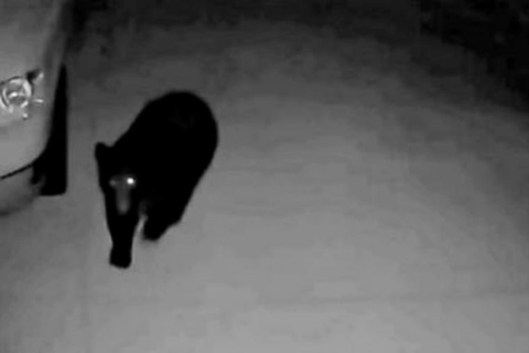 Wandering Bear Safely Captured and Relocated After Stirring Moab Community Near Elementary School
