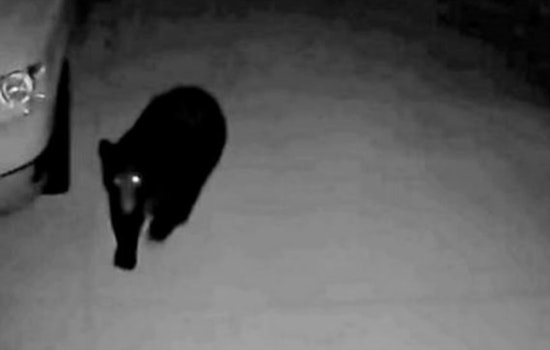 Wandering Bear Safely Captured and Relocated After Stirring Moab Community Near Elementary School
